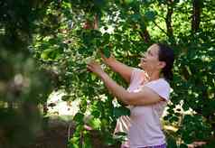 女农场工人挑选新鲜的成熟的有机樱桃浆果生态果园农业园艺农业