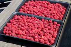 新鲜的粉红色的树莓容器大夏天收获浆果