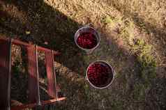 新鲜的收获成熟的酸樱桃金属桶梯果园收获樱桃浆果前视图