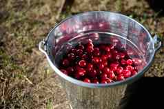 新鲜的收获有机成熟的成熟的酸樱桃金属桶果园收获樱桃浆果特写镜头