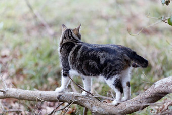 年轻的猫<strong>老虎</strong>模式<strong>皮毛</strong>绿色草