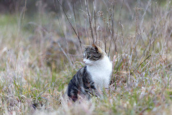 年轻的猫<strong>老虎</strong>模式<strong>皮毛</strong>绿色草