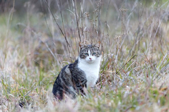 年轻的猫<strong>老虎</strong>模式<strong>皮毛</strong>绿色草