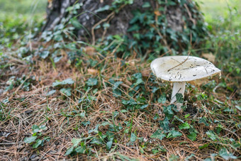 成熟的蘑菇夏天森林场景蘑菇宏照片自然蘑菇日益增长的选择生态<strong>旅游活动</strong>复制空间空空间文本