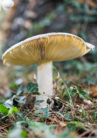 成熟的蘑菇夏天森林场景关闭蘑菇宏照片自然蘑菇日益增长的选择生态<strong>旅游活动</strong>