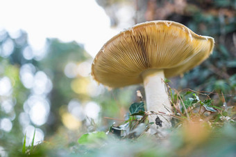 成熟的蘑菇夏天森林场景蘑菇宏照片自然蘑菇日益增长的选择生态旅游活动复制空间空空间文本