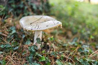 成熟的蘑菇夏天森林场景蘑菇宏照片自然蘑菇日益增长的选择生态<strong>旅游活动</strong>复制空间空空间文本