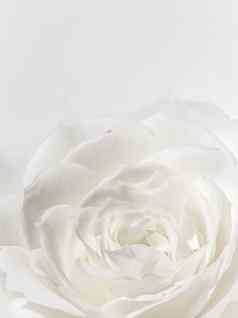美丽的玫瑰花孤立的白色背景软焦点