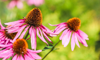 紫锥菊紫竹松果菊美丽的紫色的<strong>花露水</strong>滴