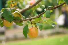 苹果树果园成长绿色叶子成熟的黄色的水果苹果