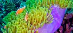 粉红色的臭鼬小丑鱼粉红色的anemonefish