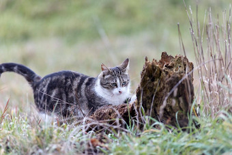 年轻的猫<strong>老虎</strong>模式<strong>皮毛</strong>绿色草