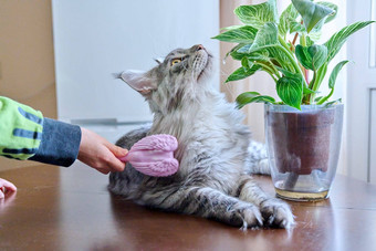 特写镜头手刷梳理毛茸茸的宠物猫