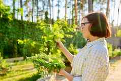 女人持有分支新鲜的草本植物薄荷手户外花园