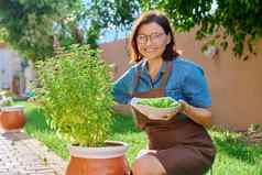 女人挑选叶子盆栽罗勒布什首页辣的Herbal花园
