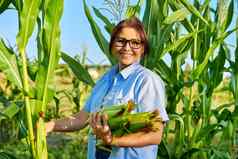 女人园丁农民挑选玉米日落夏天一天生态农场