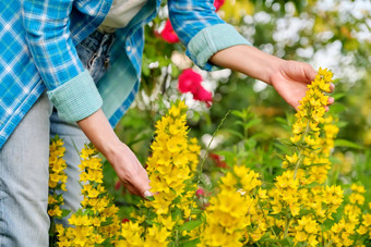 女士手触碰黄色的开花布什虚线<strong>珍珠</strong>菜<strong>珍珠</strong>菜蓬塔塔