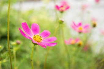 美丽的粉红色的花日益增长的花园园艺概念特写镜头
