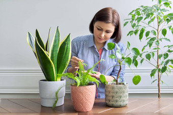 矿物<strong>化肥</strong>形式棒女施肥室内盆栽植物