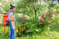 女人后院花园压力喷雾器背包保护植物玫瑰