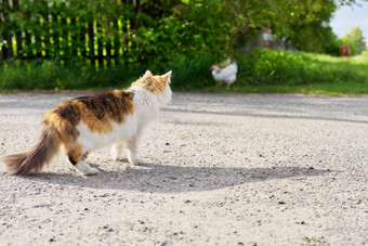 国家三原色猫手表鸡捕食者猎人本能