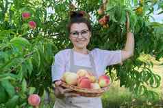 女人园丁挑选成熟的桃子树篮子