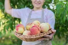 新鲜的成熟的桃子篮子手女人花园桃子树