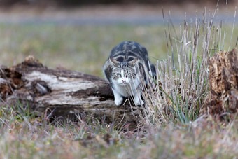 年轻的猫<strong>老虎</strong>模式<strong>皮毛</strong>绿色草