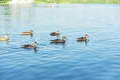 家庭野生鸭子游泳水自然春天季节