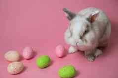 复活节兔子粉红色的背景色彩斑斓的画鸡蛋