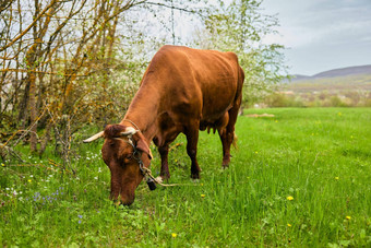 红色的牛放牧草地