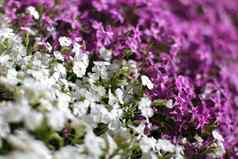浅深度场照片花朵焦点粉红色的白色花床划分对角摘要春天背景