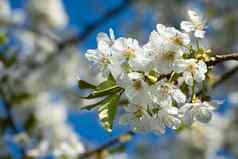 集团白色樱桃花朵分支