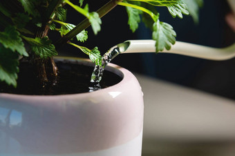 室内植物能浇水首页花浇水浇水特写镜头飞机滴水宏