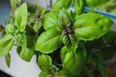 甜蜜的绿色罗勒植物花日益增长的窗台上首页新鲜的罗勒叶子首页园艺宏
