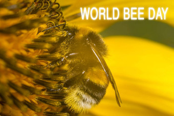 关闭大条纹<strong>蜜蜂</strong>收集蜂蜜黄色的花阳光明媚的明亮的一天<strong>蜜蜂</strong>一天
