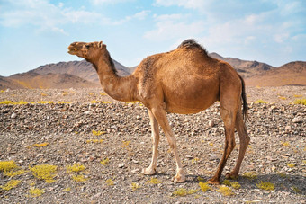 光棕色（的）骆驼放牧<strong>小草</strong>补丁干旱沙漠<strong>小</strong>山距离典型的景观克拉什沙特阿拉伯