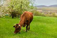 角牛啃食草地多云的一天