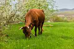孤独的红色的牛啃食绿色草