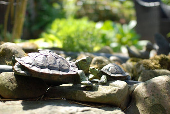 特写镜头拍摄乌龟雕塑花园装饰戈斯拉尔germanya