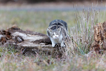 年轻的猫<strong>老虎</strong>模式<strong>皮毛</strong>绿色草