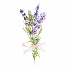 水彩植物插图花束紫色的薰衣草花粉红色的弓孤立的白色背景香场草包装设计化妆品香气袋打印
