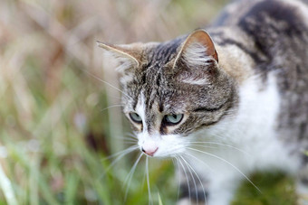 年轻的猫<strong>老虎</strong>模式<strong>皮毛</strong>绿色草