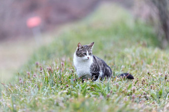 年轻的猫<strong>老虎</strong>模式<strong>皮毛</strong>绿色草