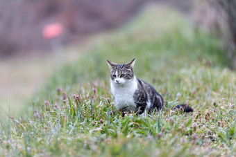 年轻的猫老虎模式皮毛绿色草