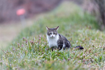 年轻的猫<strong>老虎</strong>模式<strong>皮毛</strong>绿色草