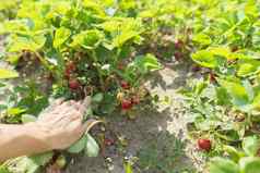 首页花园草莓灌木浆果培养有机食物