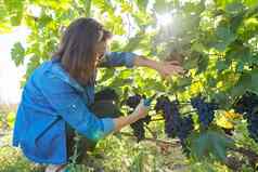 女人园丁花园修枝剪收获蓝色的葡萄