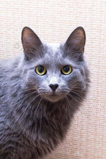 灰色的毛茸茸的大猫关闭肖像