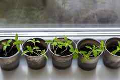 塑料杯土壤年轻的绿色西红柿幼苗年轻的幼苗站窗口窗台上